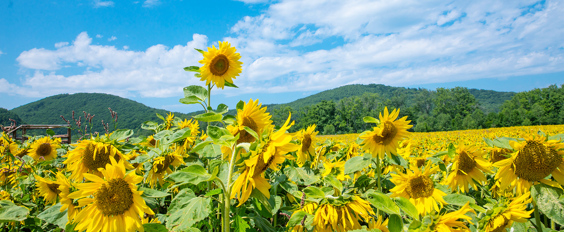 果博官网瓜子原料种植基地
